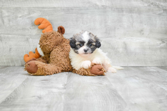 Teddy Bear Puppy for Adoption