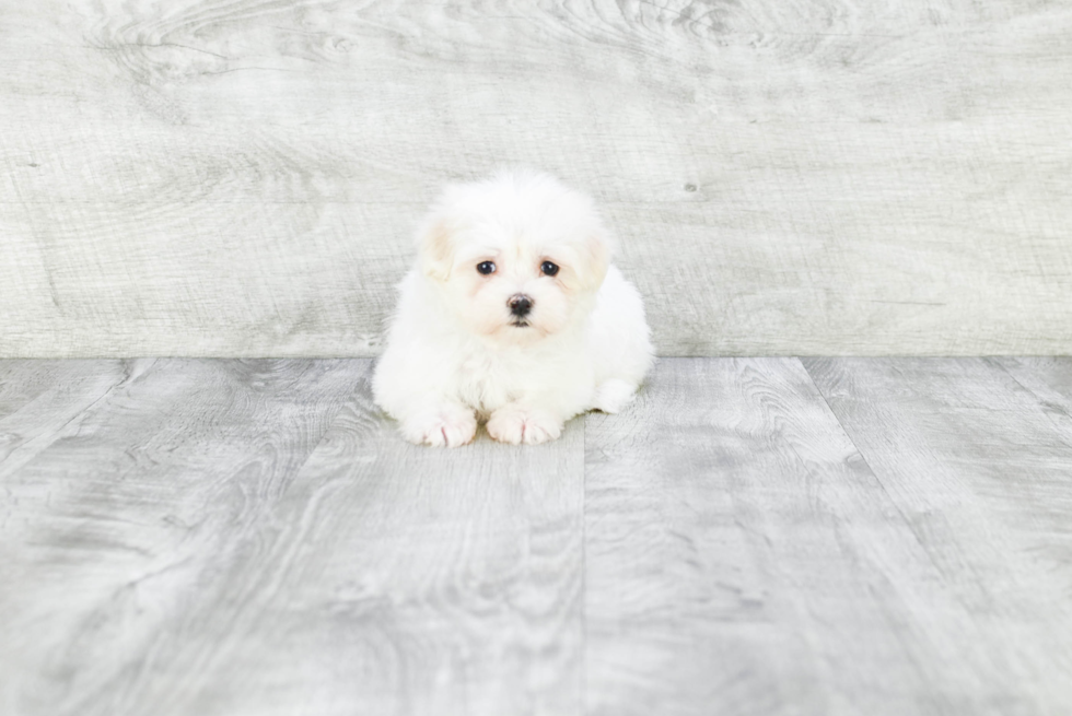 Little Maltese Baby