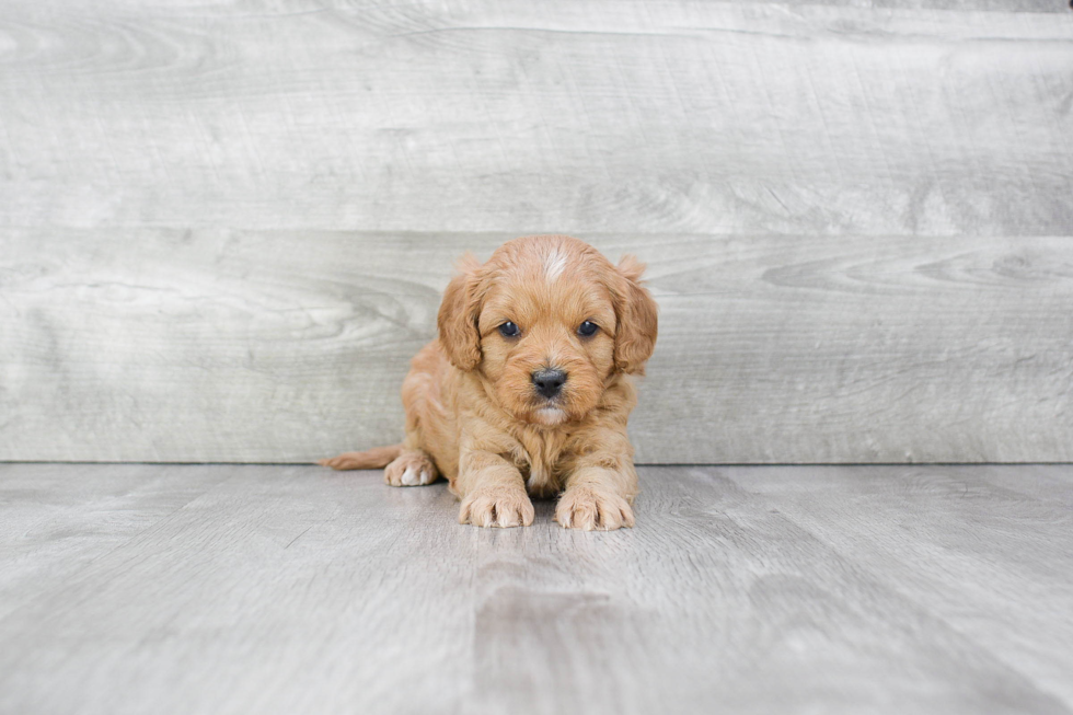 Hypoallergenic Cavoodle Poodle Mix Puppy