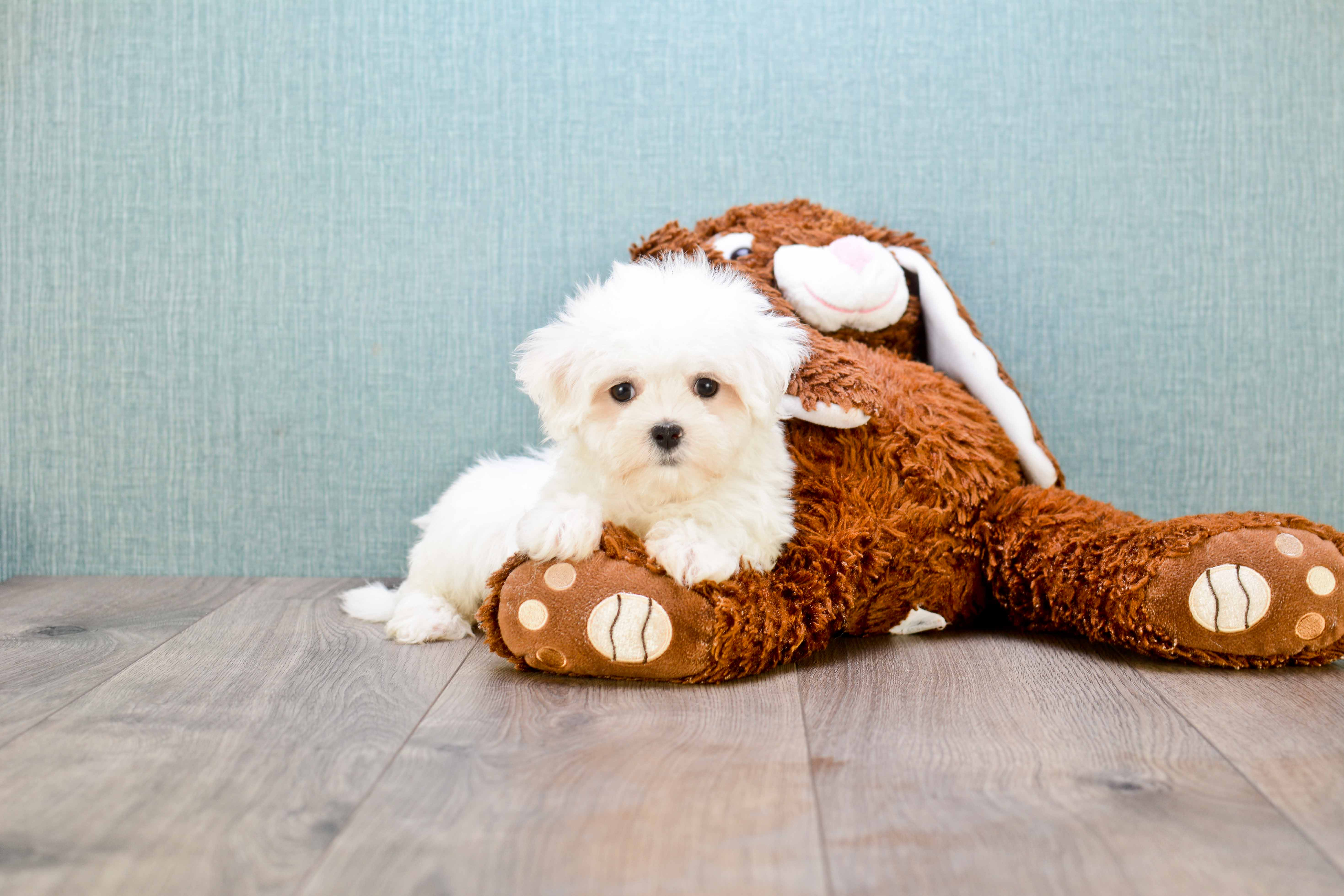 Small Maltese Baby