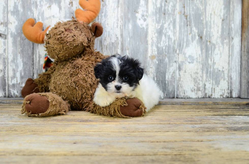 Best Teddy Bear Baby