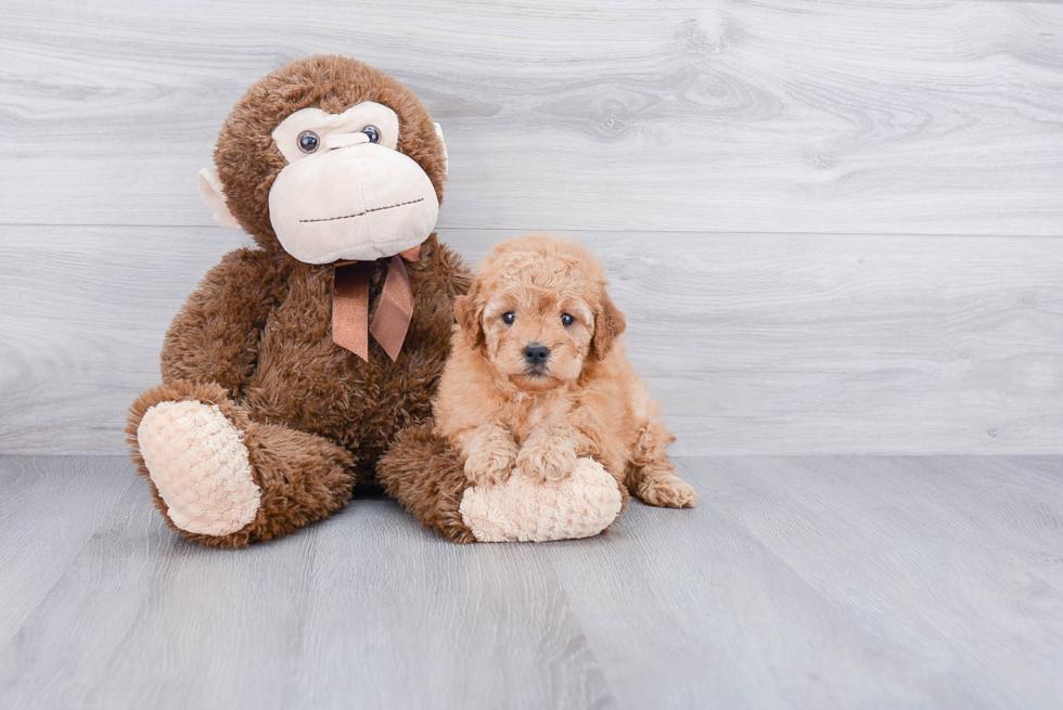 Petite Mini Goldendoodle Poodle Mix Pup