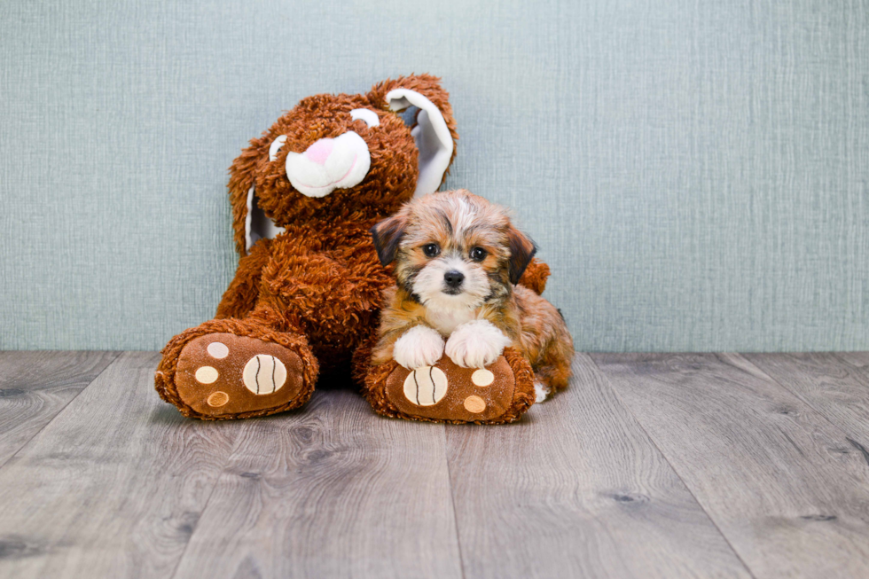 Shorkie Pup Being Cute