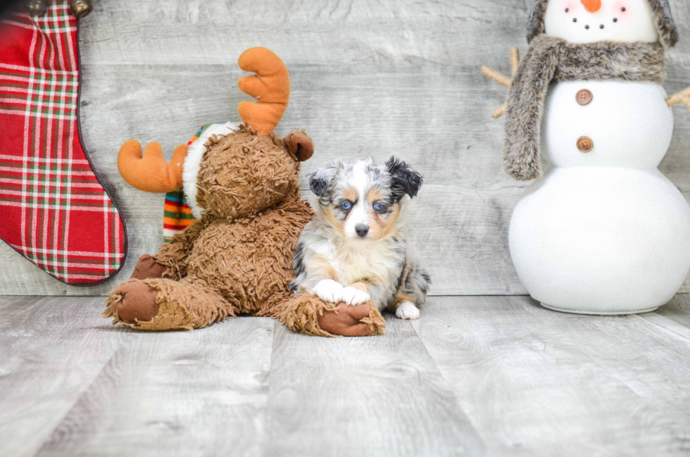 Mini Aussiedoodle Puppy for Adoption