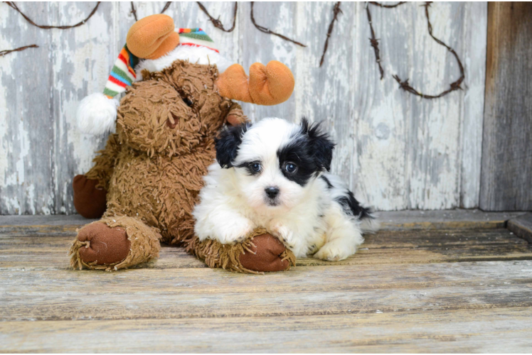 Teddy Bear Pup Being Cute