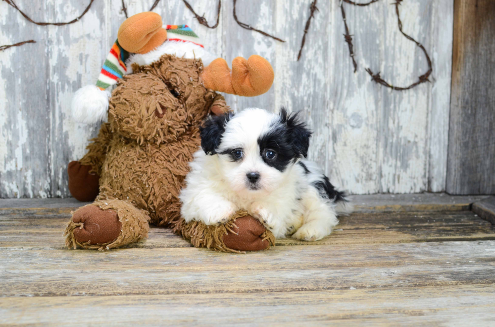 Teddy Bear Pup Being Cute