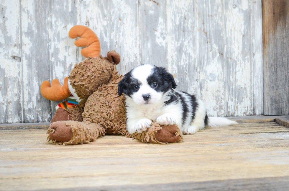 Teddy Bear Pup Being Cute