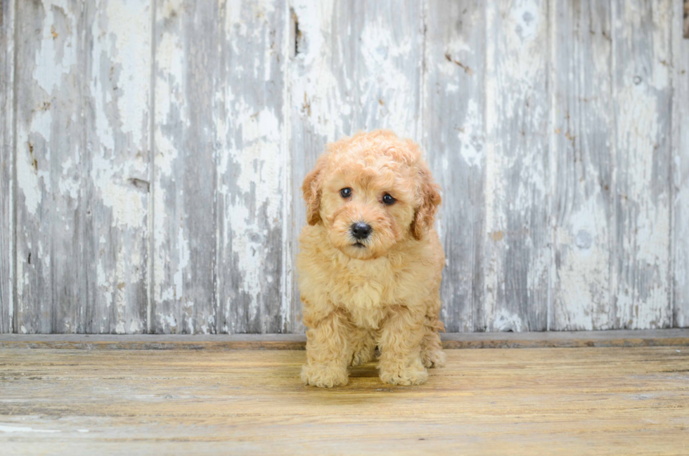 Friendly Mini Goldendoodle Baby