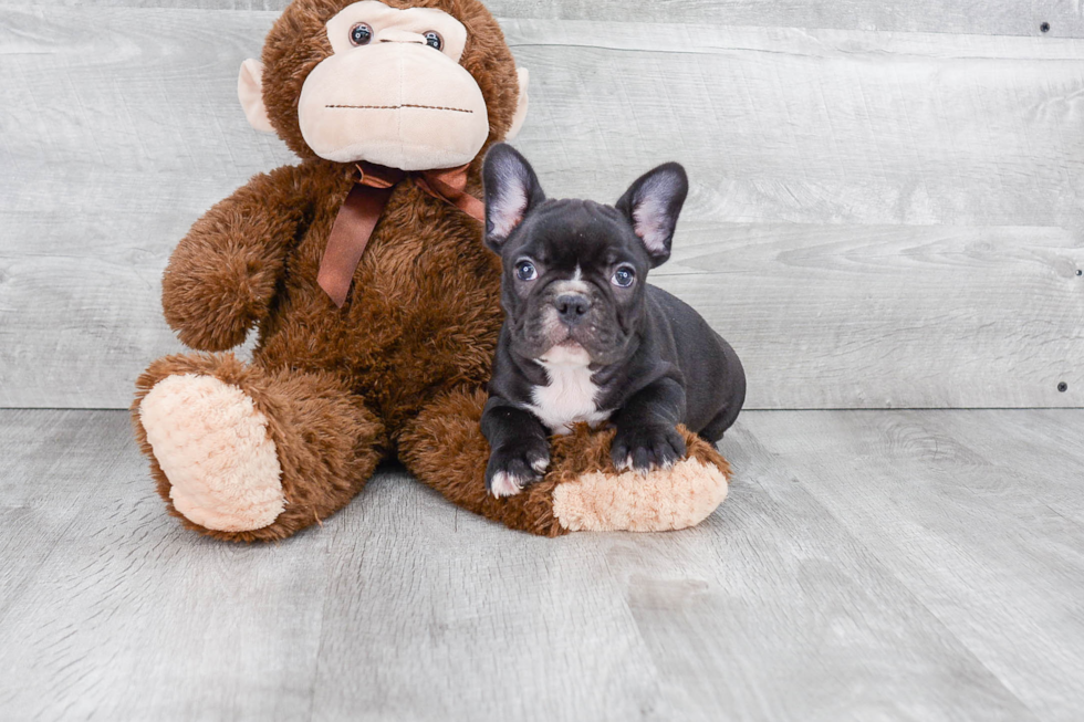 Smart Frenchie Purebred Puppy