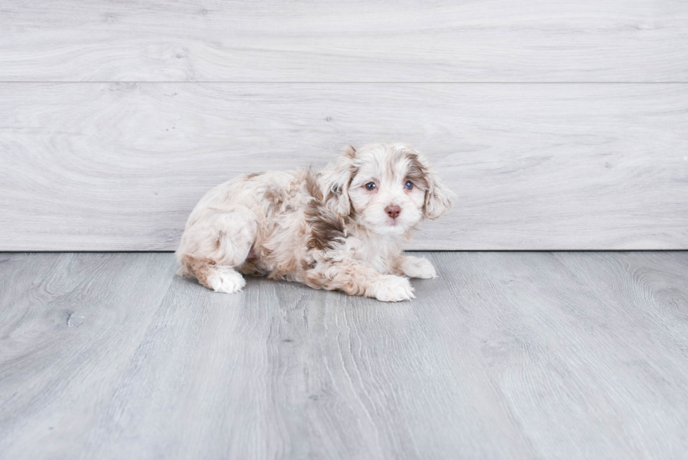 Playful Aussiepoo Poodle Mix Puppy