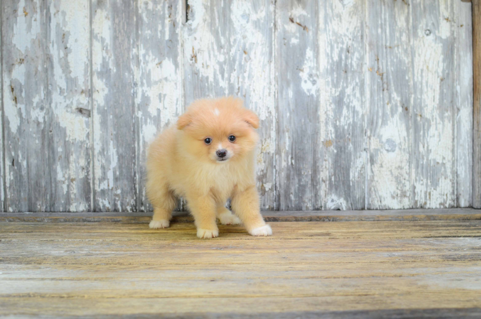 Funny Pomeranian Baby