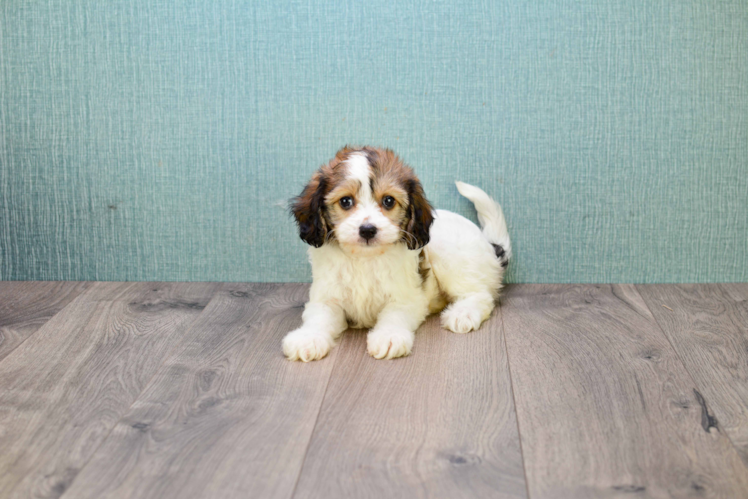 Cavachon Puppy for Adoption