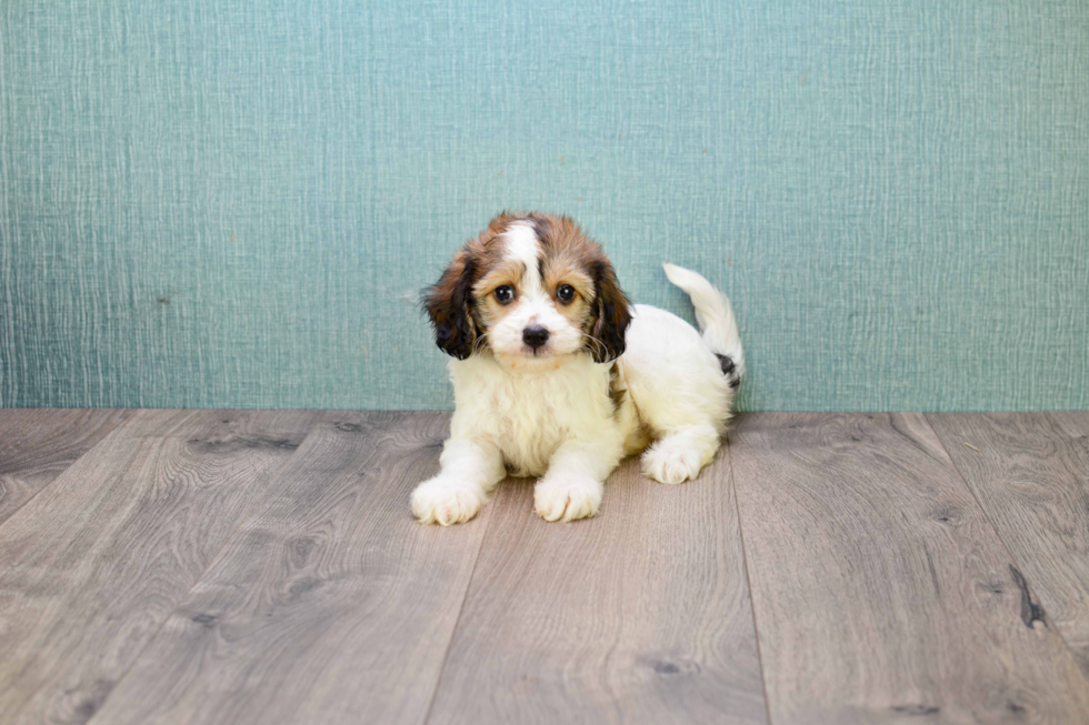 Cavachon Puppy for Adoption