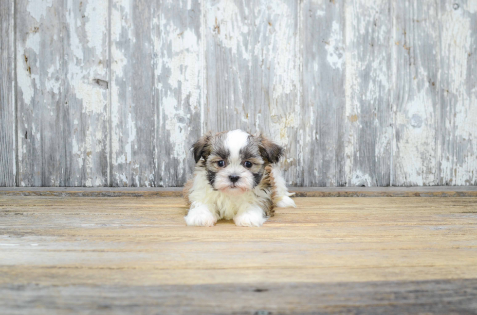 Fluffy Teddy Bear Designer Pup