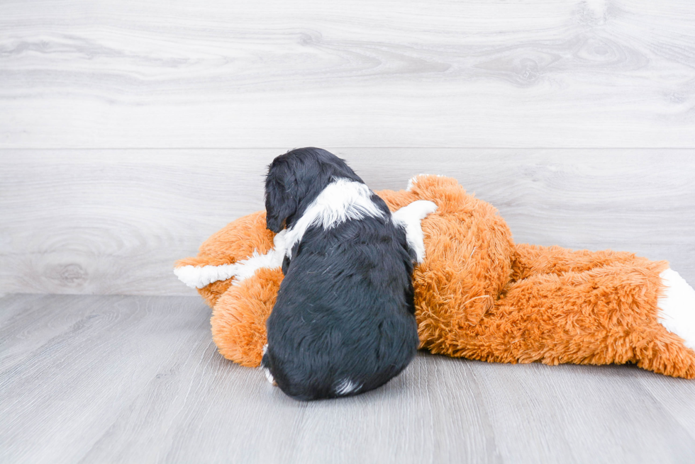 Hypoallergenic Cavalier King Charles Spaniel Baby