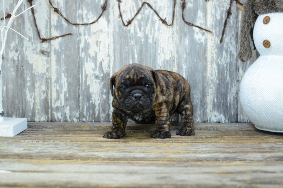 Cute English Bulldog Mix Pup