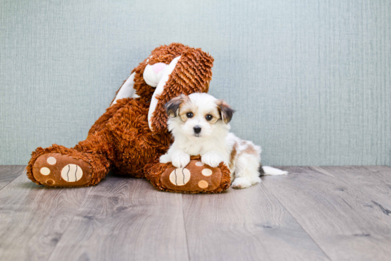 Friendly Morkie Baby