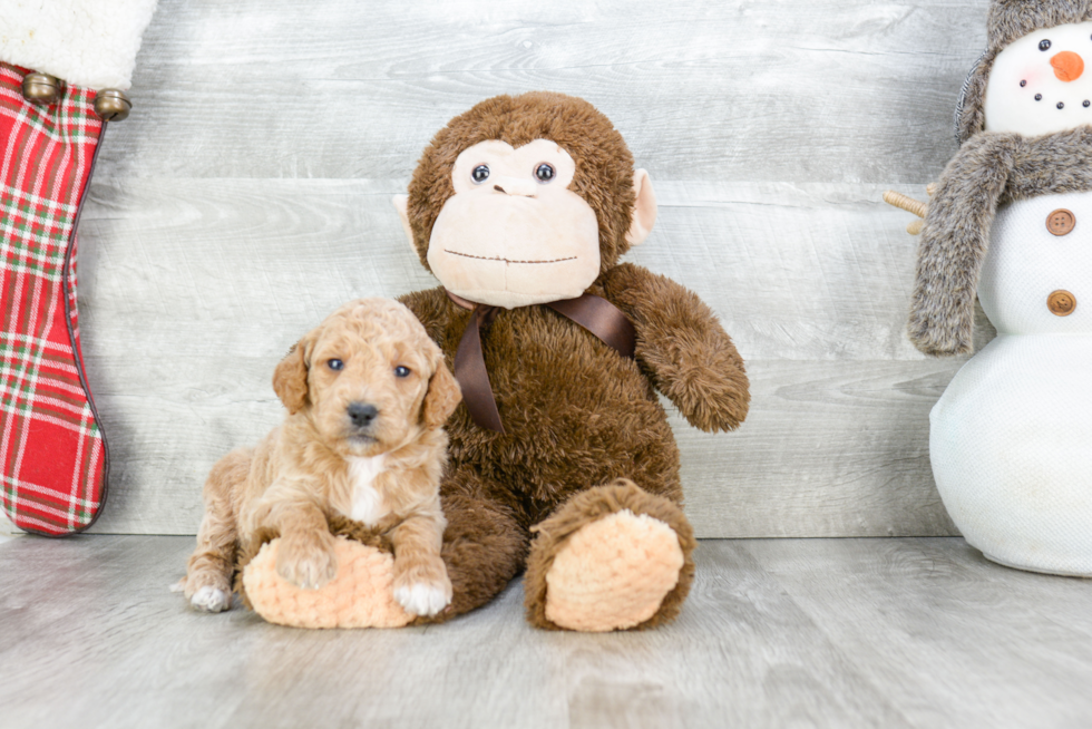 Smart Mini Goldendoodle Poodle Mix Pup