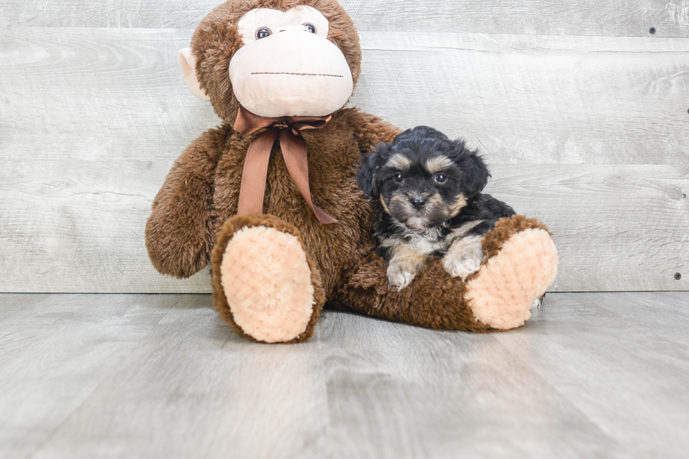 Teddy Bear Pup Being Cute