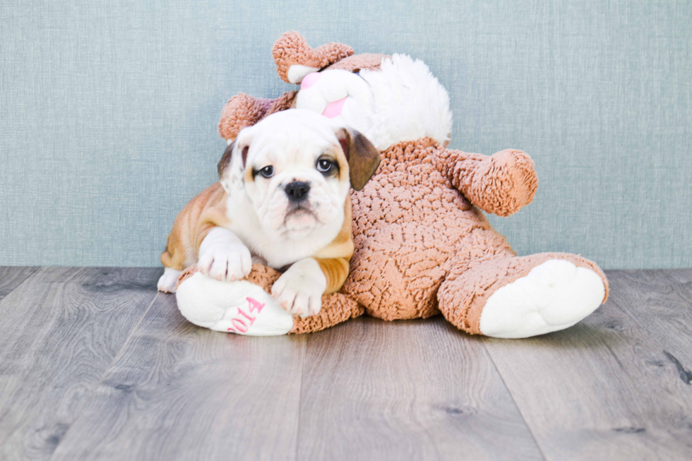 English Bulldog Puppy for Adoption