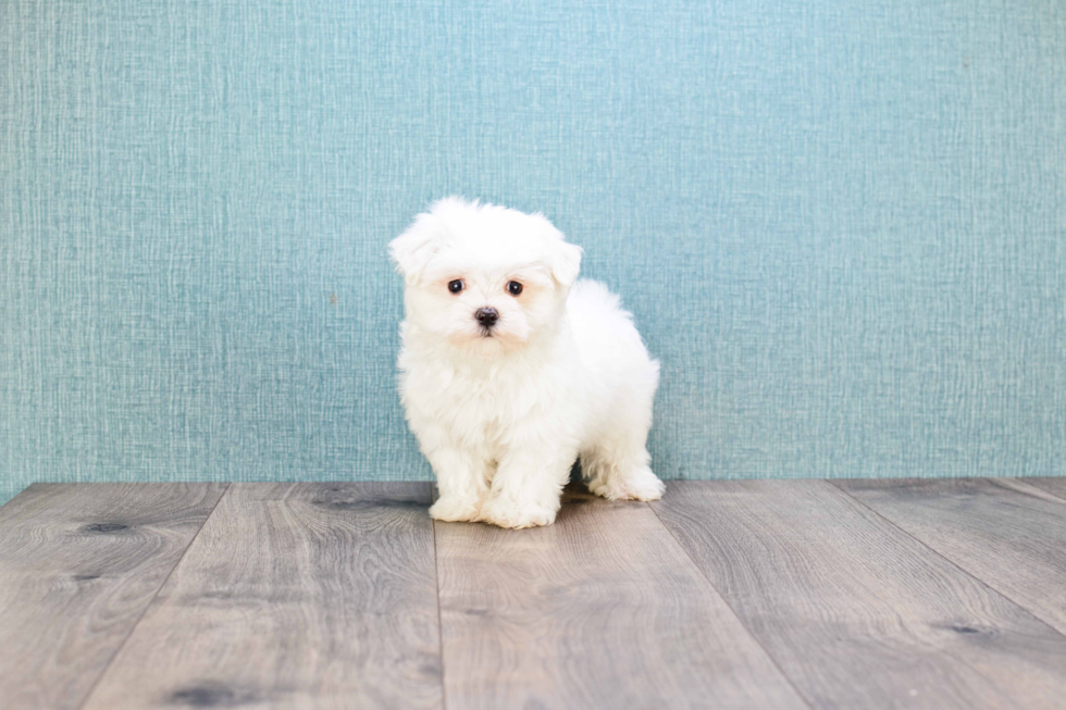 Maltese Pup Being Cute