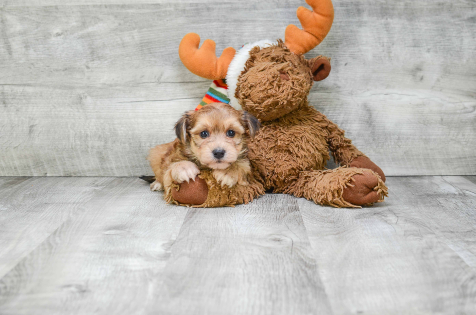 Hypoallergenic Yorkie Designer Puppy