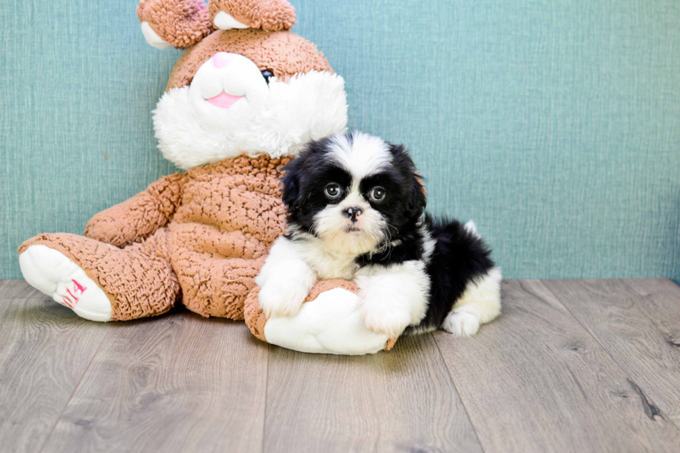 Friendly Teddy Bear Baby