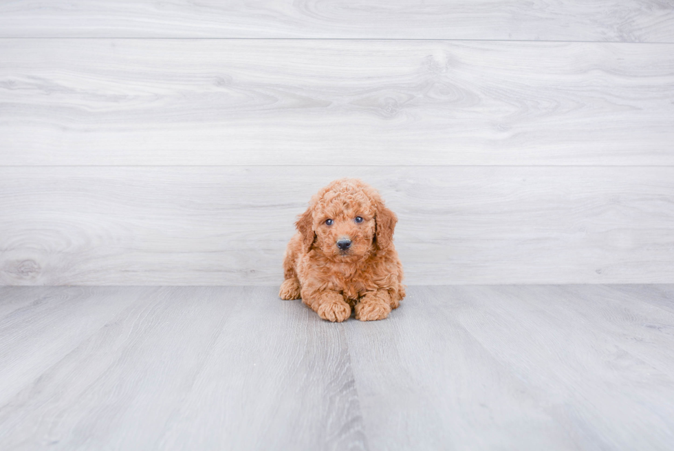 Little Golden Retriever Poodle Mix Puppy