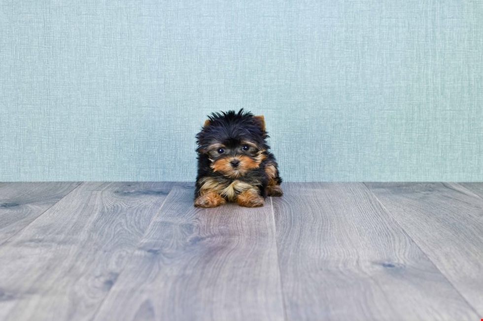 Meet Fiona - our Yorkshire Terrier Puppy Photo 