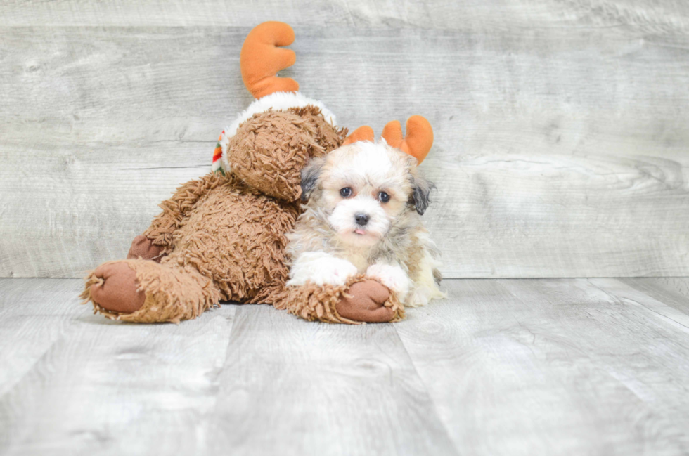 Havanese Pup Being Cute