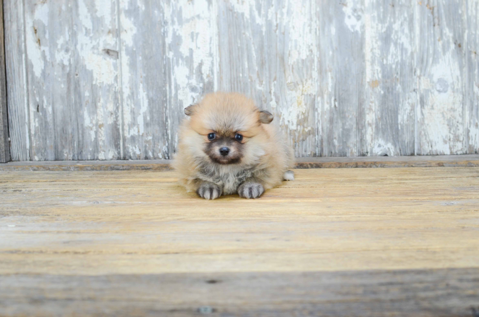 Small Pomeranian Purebred Pup