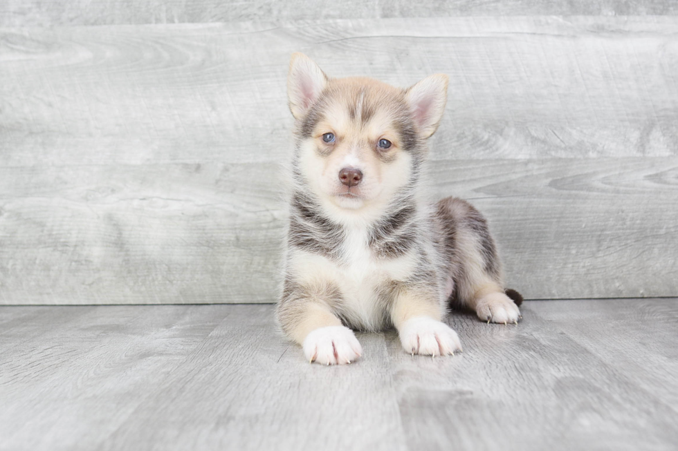 Little Mini Husky Designer Puppy