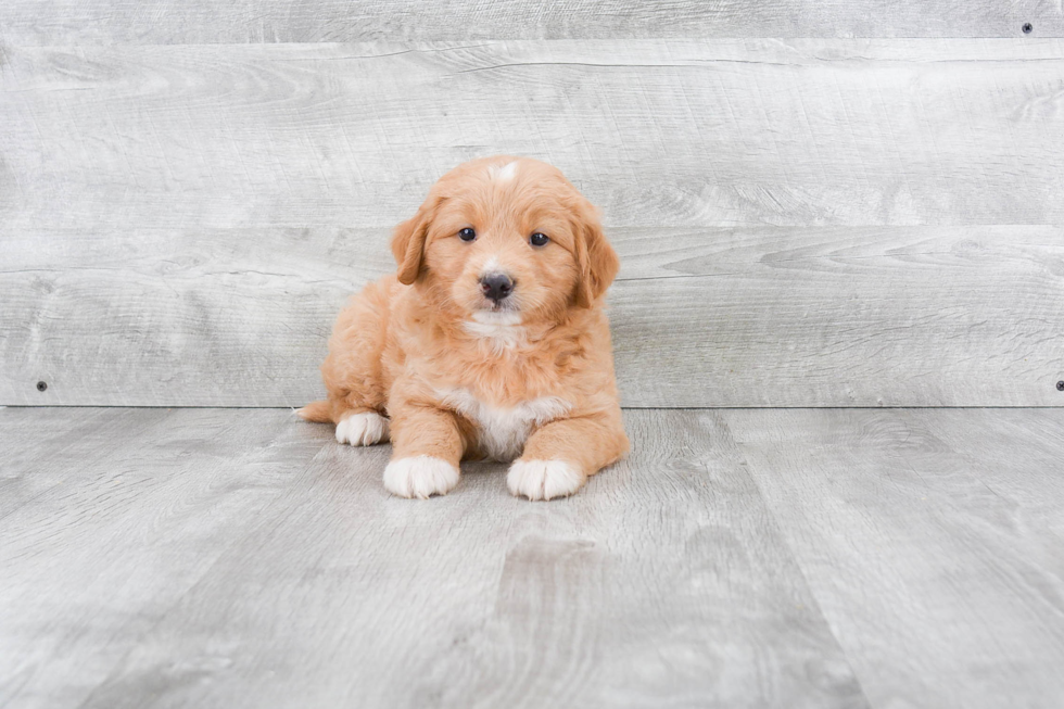 Smart Mini Goldendoodle Poodle Mix Pup