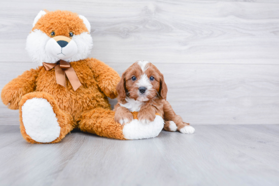 Cavapoo Pup Being Cute