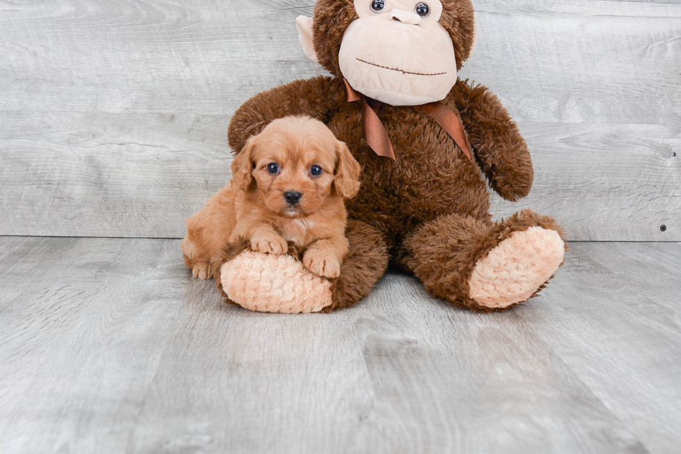 Best Cavapoo Baby