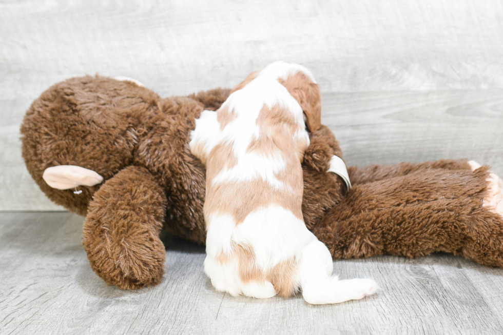 Small Cavalier King Charles Spaniel Baby