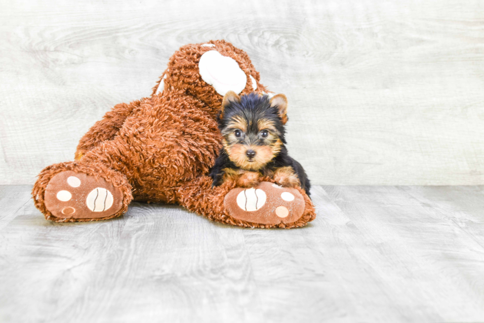 Meet Victoria - our Yorkshire Terrier Puppy Photo 