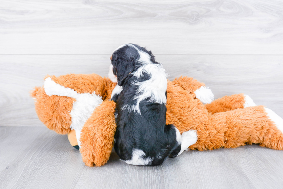 Best Cavalier King Charles Spaniel Baby