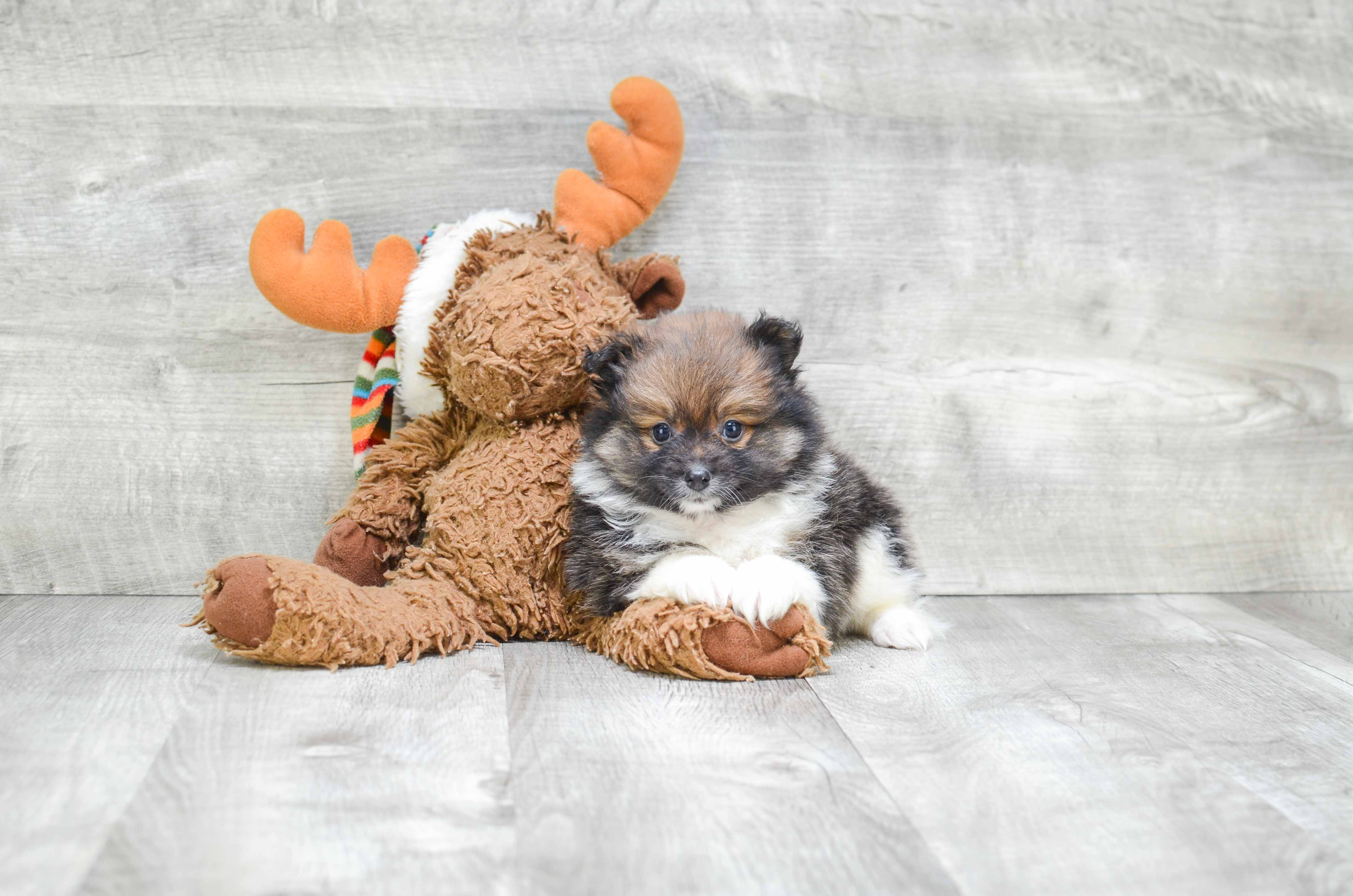 Friendly Pomeranian Purebred Pup