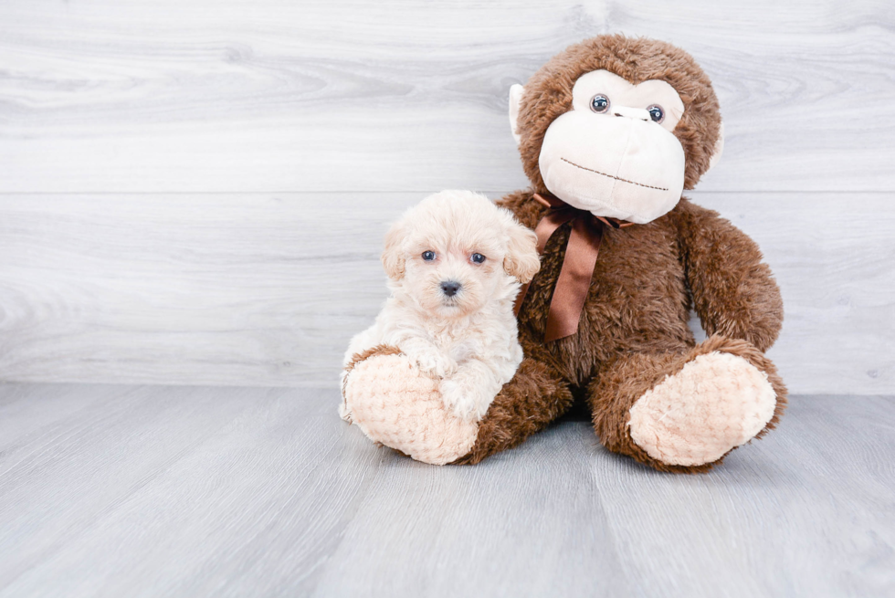 Maltipoo Puppy for Adoption