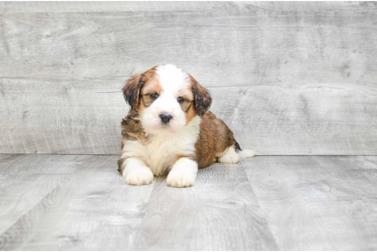 Mini Bernedoodle Puppy for Adoption