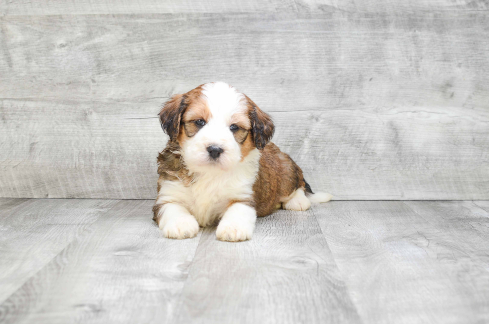 Mini Bernedoodle Puppy for Adoption