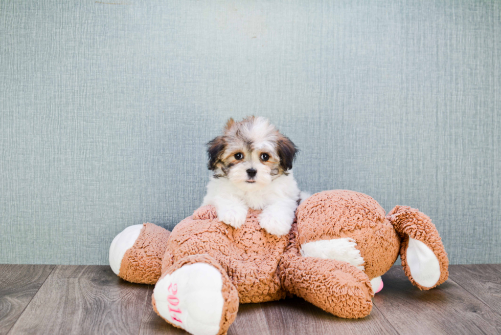 Best Havanese Baby