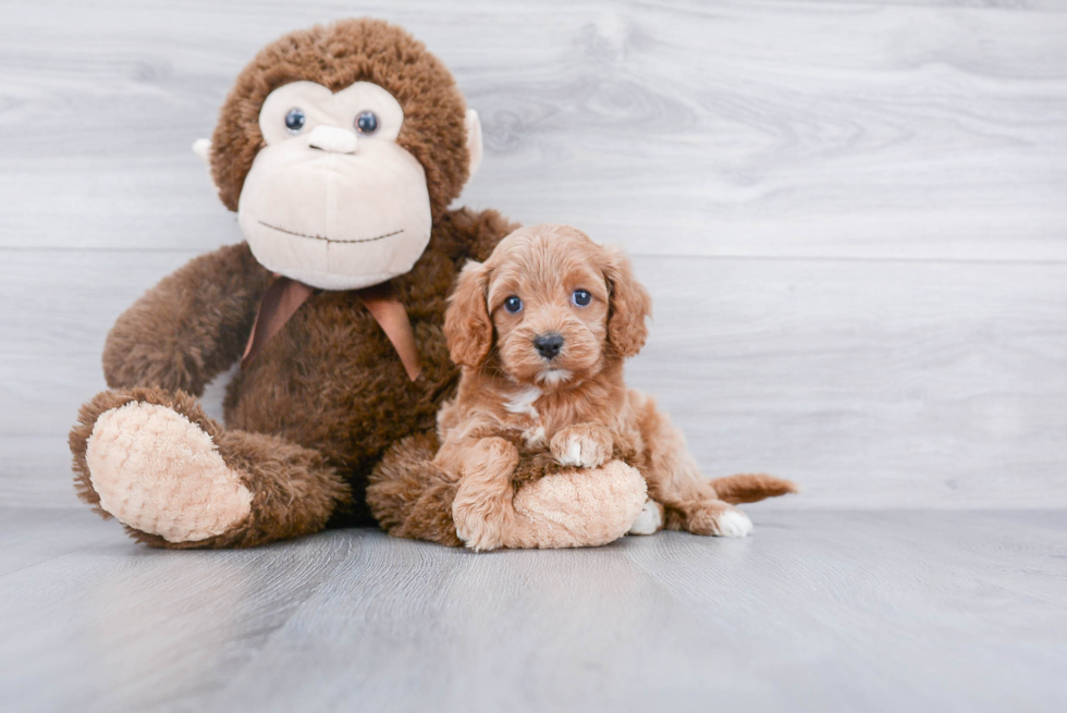 Cavapoo Pup Being Cute