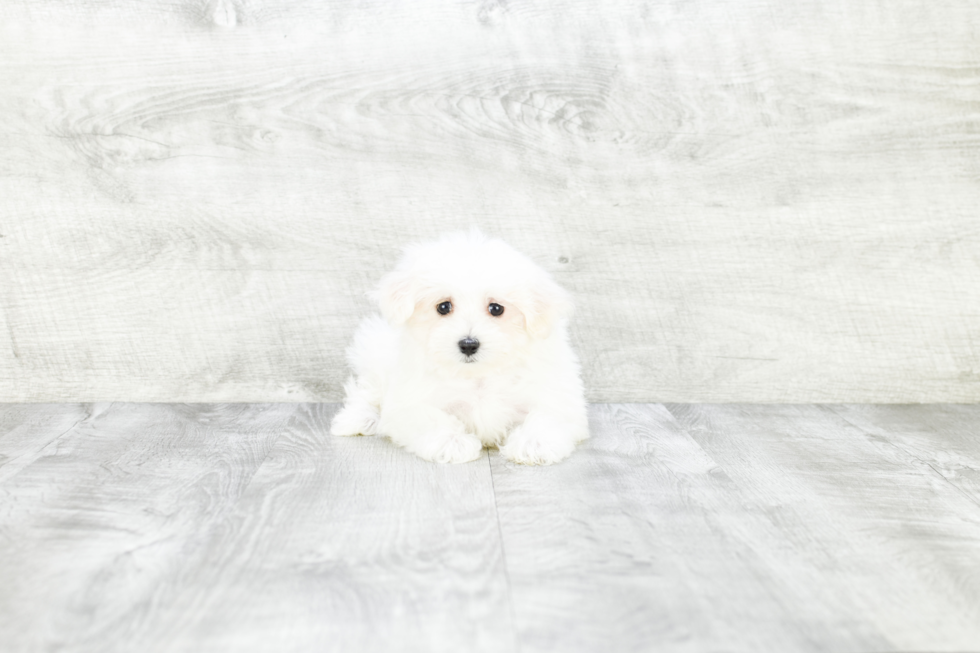 Little Maltese Baby