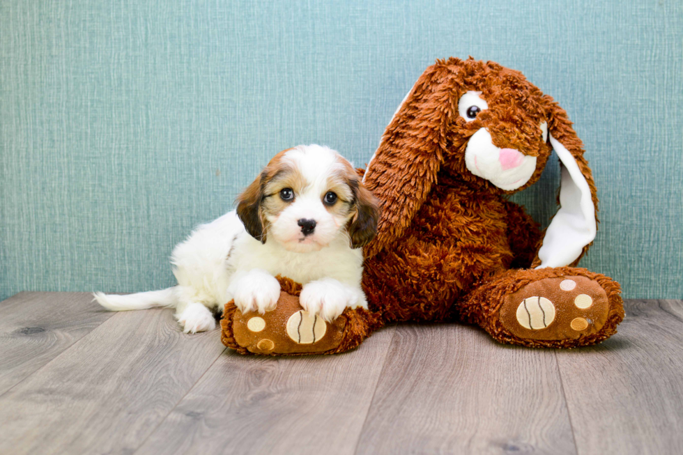 Best Cavachon Baby