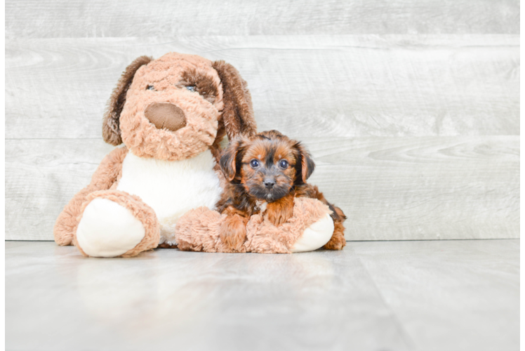 Yorkie Poo Pup Being Cute