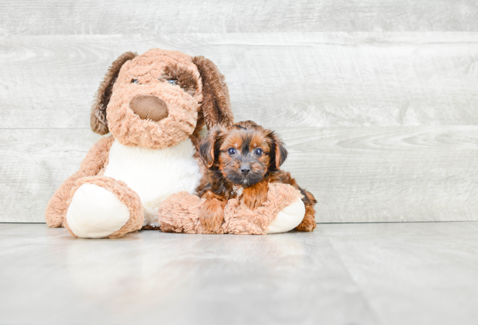 Yorkie Poo Pup Being Cute