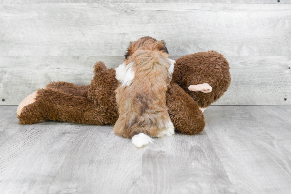 Havanese Puppy for Adoption