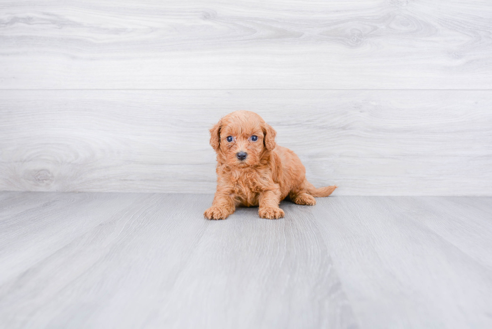 Fluffy Mini Goldendoodle Poodle Mix Pup